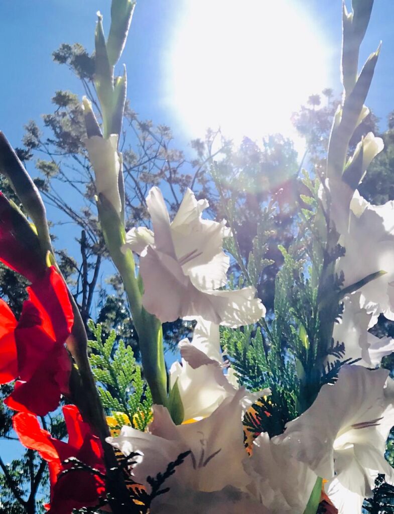 Sol e Flores no Espaço de Quinta Essência