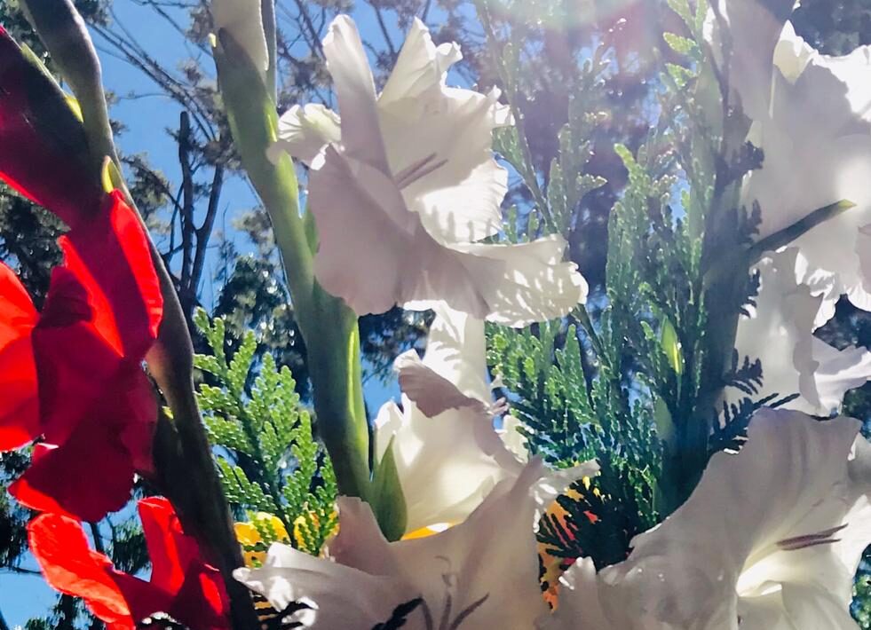 Sol e Flores no Espaço de Quinta Essência